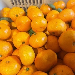 早い者勝ち　みかん20キロの画像