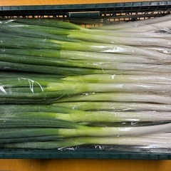 農家直送　新鮮　採れたて　ねぎ　ネギ　 5本セットの画像