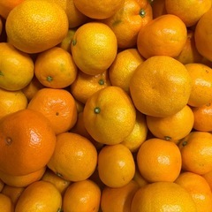 一旦受付終了してます。早生みかん5キロハネの画像