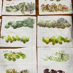 多肉植物　葉挿しセット　24種類　各3枚ずつの画像