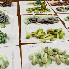 多肉植物　葉挿しセット　24種類　各3枚ずつの画像
