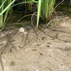 農家直売　令和7年産コシヒカリ　玄米30kgの画像