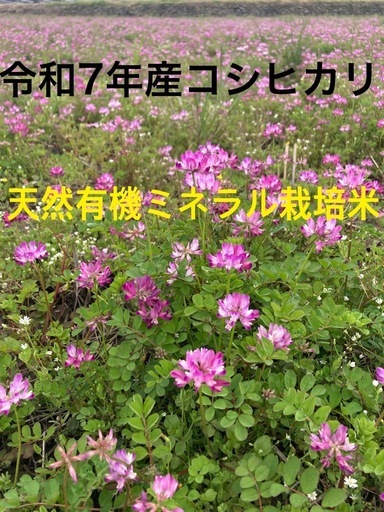 農家直売　令和7年産コシヒカリ　玄米30kg