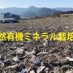 農家直売　令和7年産コシヒカリ　玄米30kgの画像