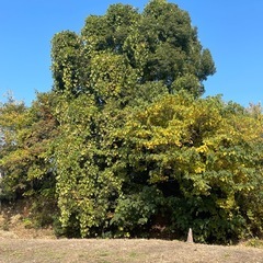 玉切・原木　売り
ます。の画像