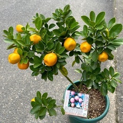 受付終了：金柑12個の画像