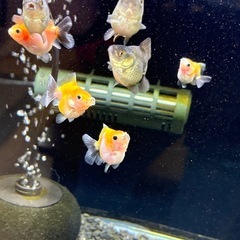 【ランダム10匹】ローズテールオランダ稚魚の画像