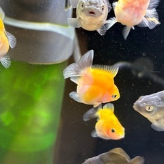 【ランダム10匹】ローズテールオランダ稚魚の画像