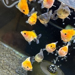 【ランダム10匹】ローズテールオランダ稚魚の画像