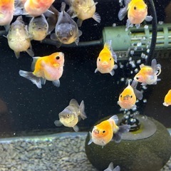 【ランダム10匹】ローズテールオランダ稚魚の画像