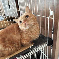 【ずっとのお家決まりました✨️ありがとうございました😊】🍀「カヌ...