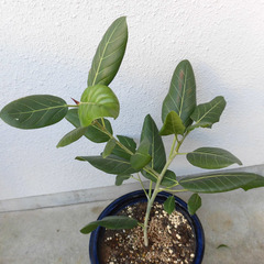 観葉植物 フィカス ベンガレンシスの画像