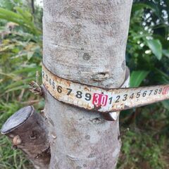 オリーブの木の画像