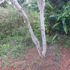 オリーブの木の画像