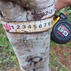 オリーブの木の画像