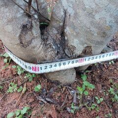 オリーブの木の画像