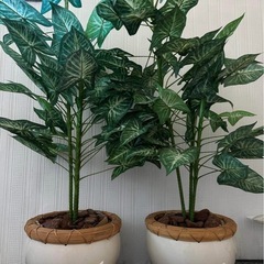 観葉植物の画像