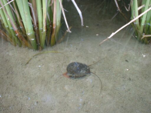 生産農家直送 令和７年産 発想の転換たにし活用で無農薬　玄米１０ｋｇ