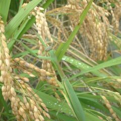 生産農家直送 令和７年産 発想の転換たにし活用で無農薬　玄米１０ｋｇの画像