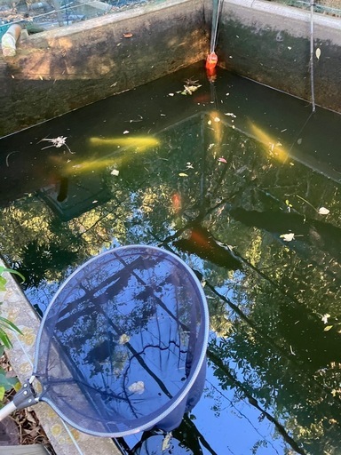 錦鯉（山吹黄金）