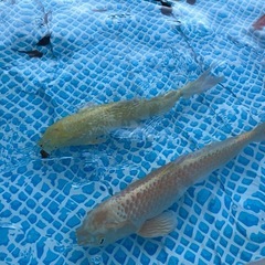 錦鯉（山吹黄金）の画像