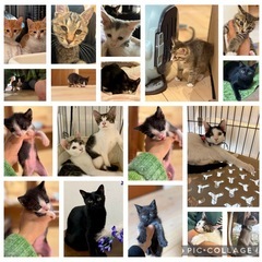 11月30日（日)保護猫達が集まります