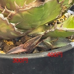 アガベチタノタ【黒焔ブラックファイヤー】子株３つありますの画像