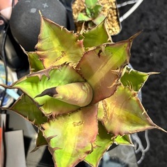 アガベチタノタ【黒焔ブラックファイヤー】子株３つありますの画像