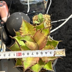 アガベチタノタ【黒焔ブラックファイヤー】子株３つありますの画像