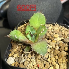 アガベチタノタ【黒焔ブラックファイヤー】子株３つありますの画像