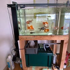 60センチ水槽のセットです。の画像