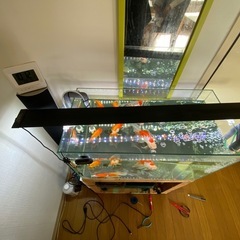 60センチ水槽のセットです。の画像