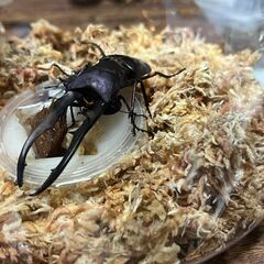 メタリフェルホソアカクワガタ 幼虫雄2,雌2匹セットの画像