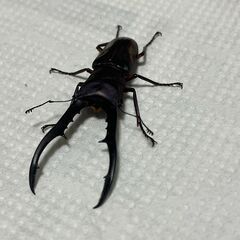 メタリフェルホソアカクワガタ 幼虫雄2,雌2匹セットの画像