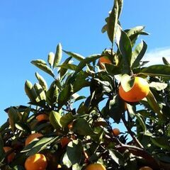 みかん収穫スタッフ