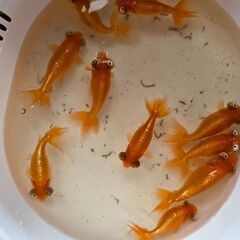 頂天眼🐟の画像