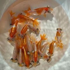 頂天眼❶🐟の画像