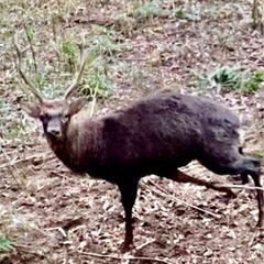 狩猟体験の画像