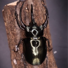 アトラスオオカブト•幼虫ペアの画像