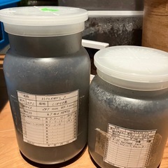 アトラスオオカブト•幼虫ペアの画像