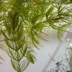 マツモ水草の画像