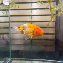 らんちゅう　当歳の画像