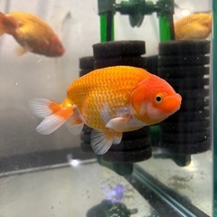 らんちゅう　当歳の画像