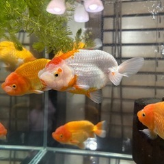 らんちゅう　当歳の画像