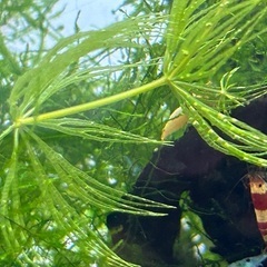 マツモ水草の画像