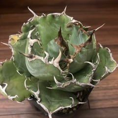 アガベ　チタノタ白鯨の画像