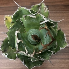 アガベ　チタノタ白鯨の画像