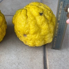 無農薬　獅子柚子　鬼柚子　1個100円の画像