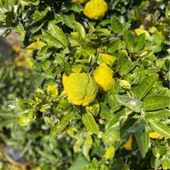 無農薬　獅子柚子　鬼柚子　1個100円の画像