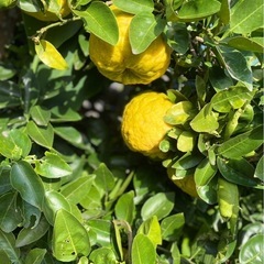 無農薬　獅子柚子　鬼柚子　1個100円の画像